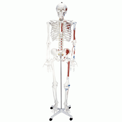 益联医学人体骨骼半边肌肉着色模型 成人骨骼模型