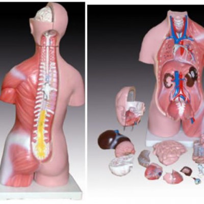 益联医学两性躯干模型23件 45CM 解剖学教学模型