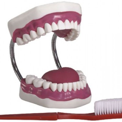 益联医学牙护理保健模型（放大五倍） 牙齿模型 口腔教学模型